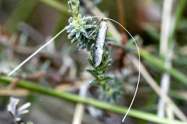 Nematopogon.swammerdamella.male.jpg © James K. Lindsey