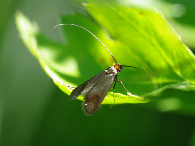 Cauchas rufifrontella-Bayern, Altmühltal, Gungolding Umgebung-E-MK-25950b.jpg © Michael Kurz
