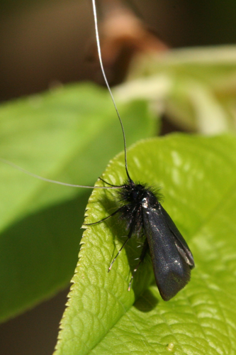 Adela reaumurella-09 (xndr).jpg © No machine-readable author provided. Svdmolen assumed (based on copyright claims).