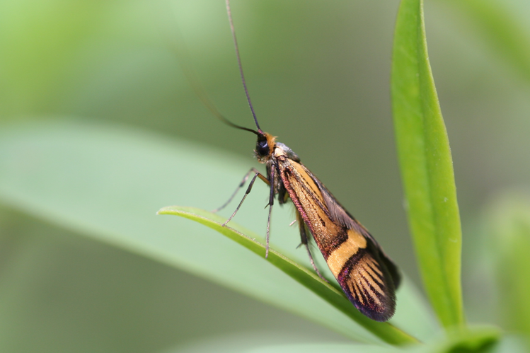 Nemophora degeerella-07 (xndr).jpg © Svdmolen