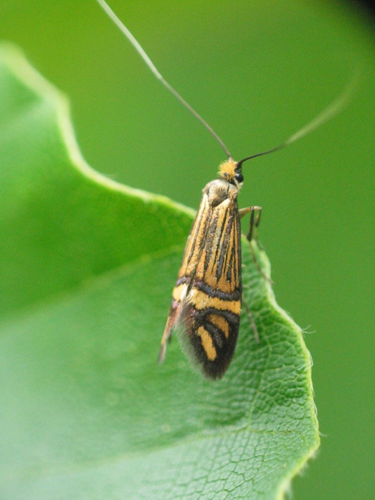 Nemophora ochsenheimerella MK.jpg © Michael Kurz