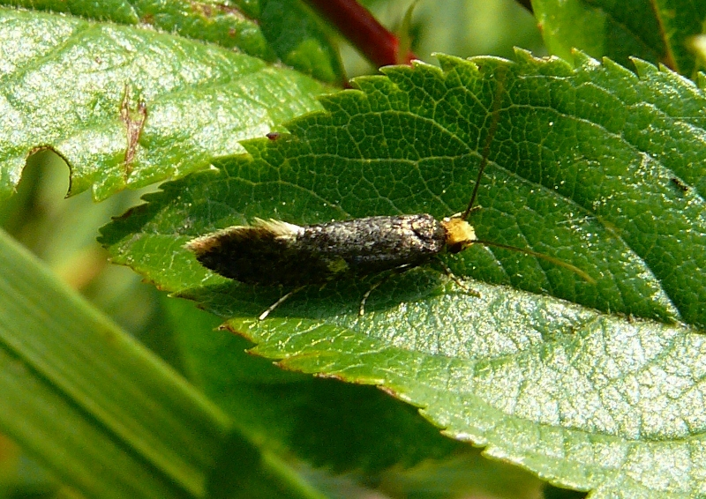 Monopis weaverella.jpg © Lymantria