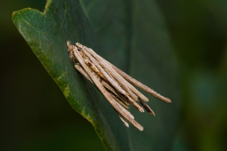 Psyche casta-02 (xndr).jpg © Svdmolen