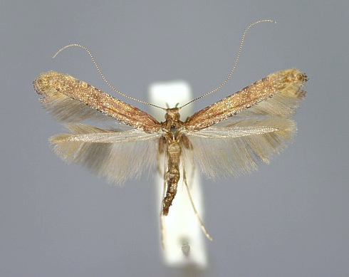 Caloptilia falconipennella E-MK-18117a.jpg &copy; Michael Kurz