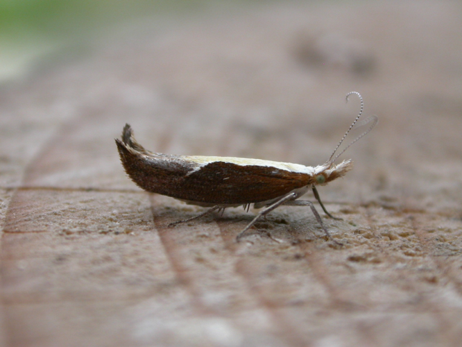 Ypsolopha dentella.jpg © dhobern