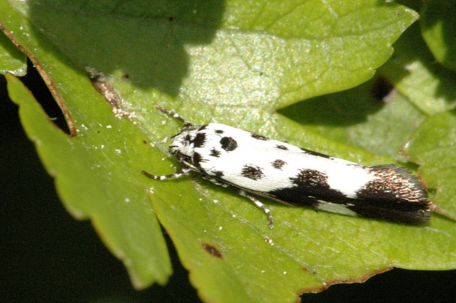 Ethmia.quadrillella.jpg © James K. Lindsey