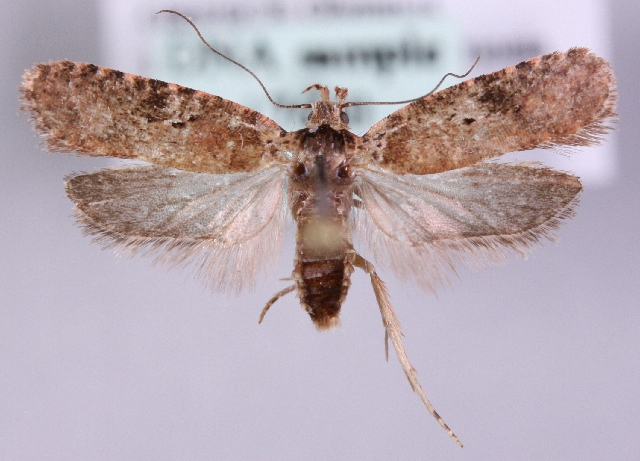 Agonopterix purpurea.jpg © Marko Mutanen, University of Oulu