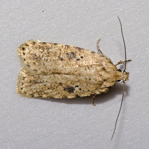 Agonopterix.arenella.7119.jpg © Olei
