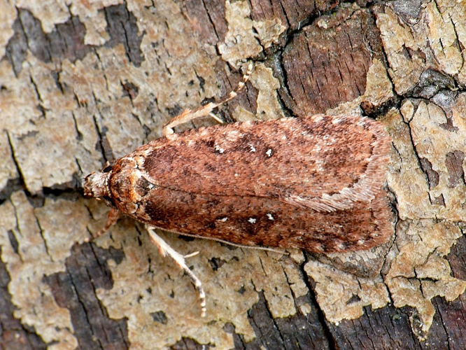 Agonopterix heracliana.jpg © František ŠARŽÍK
