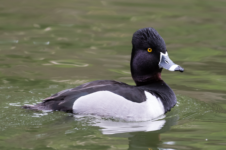 Ring-necked Duck (m) (26265137481).jpg © Becky Matsubara from El Sobrante, California