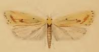 Agonopterix kaekeritziana.JPG © Stainton