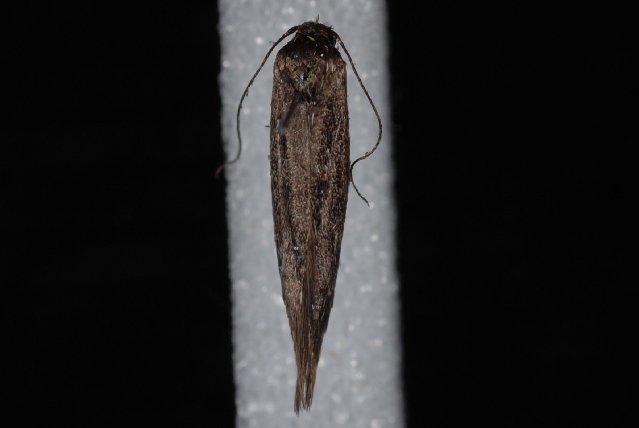 Scythris noricella.jpg &copy; Jeremy deWaard, University of British Columbia