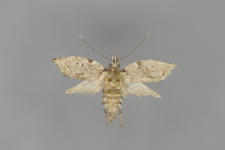 Diurnea fagella W.jpg © Michael Kurz