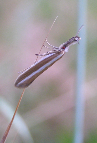Pleurota aristella.jpg © H. Dumas