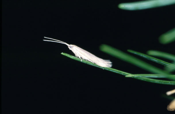 Coleophora laricella.jpg &copy; Andrea Battisti, Università di Padova, Italy