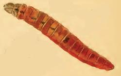 Mompha subbistrigella larva.JPG &copy; Stainton