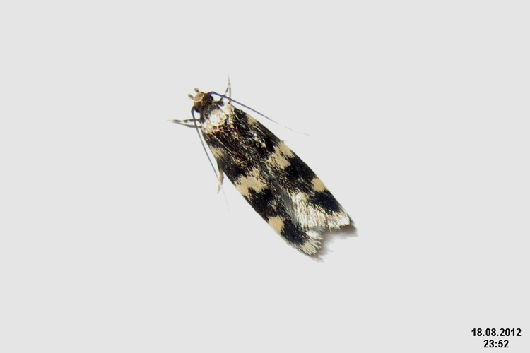 Oegoconia quadripuncta (8163571088).jpg © David Short from Windsor, UK