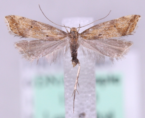 Brachmia blandella.jpg © Marko Mutanen, University of Oulu