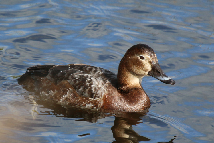 Common pochard (Aythya ferina).jpg © Charlesjsharp