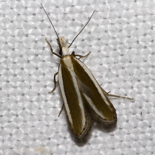 Dichomeris.marginella.7461.jpg © picture taken by Olaf Leillinger