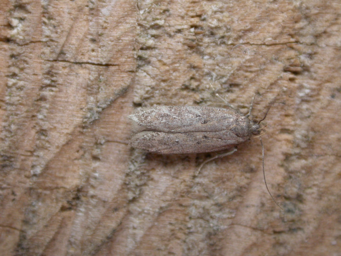 Bryotropha terrella.jpg © Donald Hobern