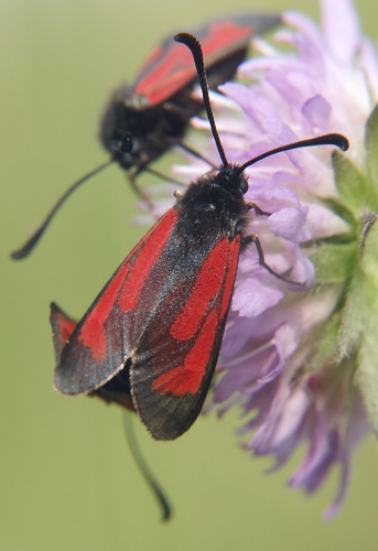Zygaena minos 260605.jpg © Bernd Haynold