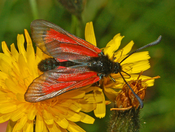Zygaenidae - Zygaena purpuralis.JPG © Hectonichus