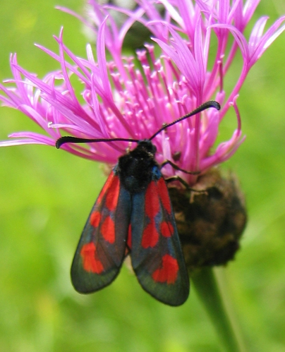 Zygaena loti.jpg © User:Tigerente