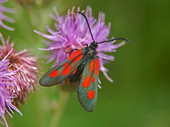 Zygaenidae - Zygaena romeo.JPG © Hectonichus