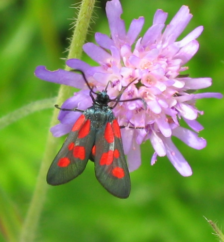 Zygaena viciae 01.jpg © Harald Süpfle