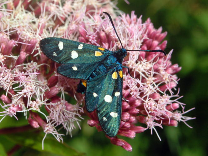 Zygaenidae - Zygaena ephialtes.JPG © Hectonichus