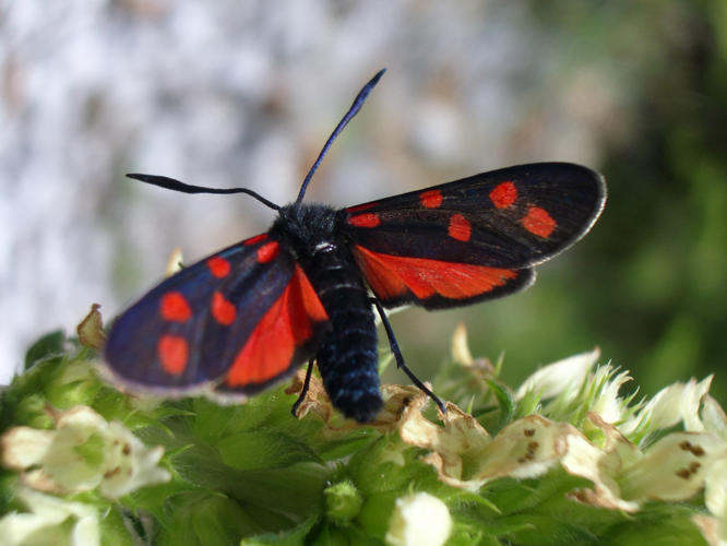 Zygaena transalpina Julian Alps Slovenia.jpg © User:Cfp