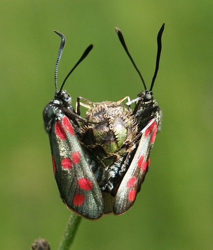 Zygaena filipendula 240503.jpg © BerndH