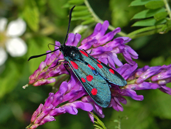 Zygaenidae - Zygaena (Zygaena) lonicerae-001.JPG © Hectonichus