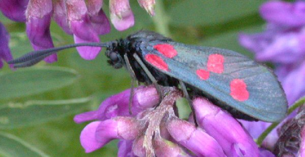 Zygaena trifolii.jpg © Keith Edkins