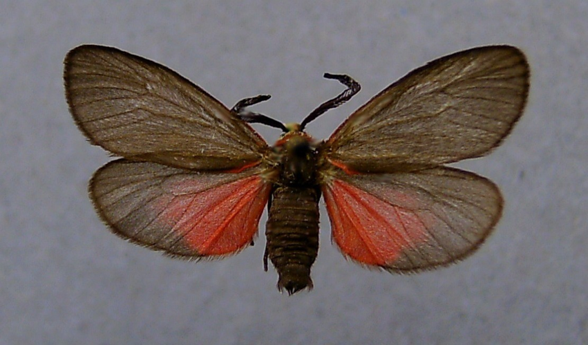 Aglaope infausta.jpg © Dumi