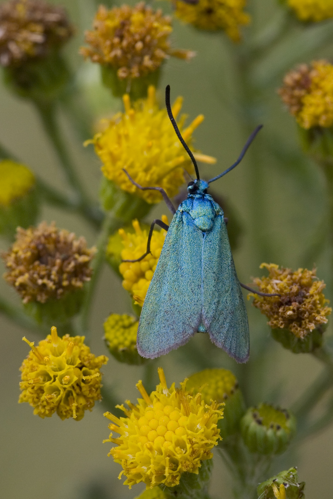 Adscita statices-01 (xndr).jpg © Svdmolen