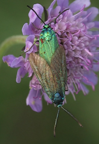 Adscita geryon in copula.jpg © Pristurus