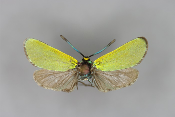 Adscita mannii mannii-M-Umbria, Monti Sibillini, Norcia Umgebung, Forca di Santa Croce-E-MK-21294a.jpg © Michael Kurz