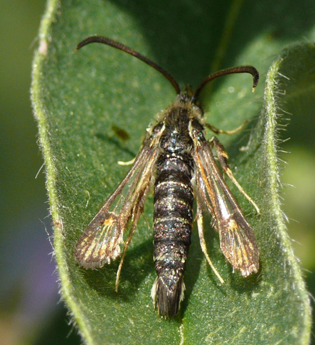 Bembecia ichneumoniformis 01 (HS).jpg © Harald Süpfle