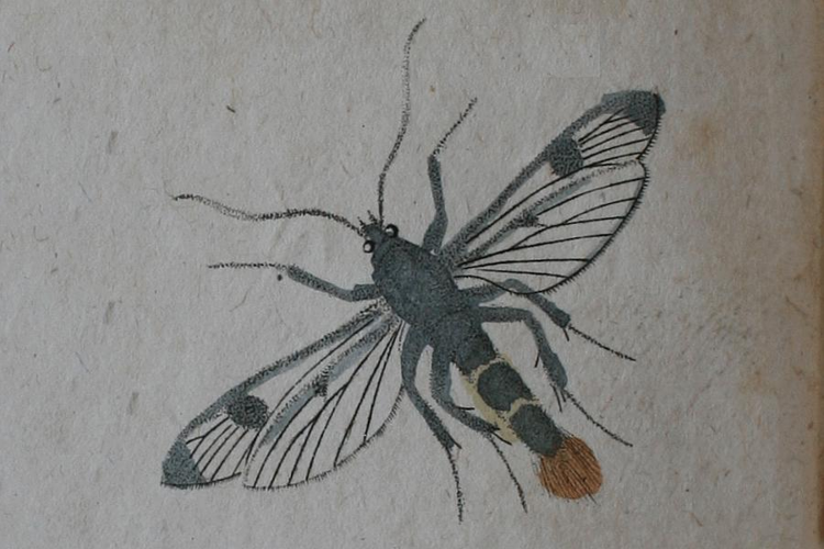 Synanthedon scoliaeformis.JPG © BORKHAUSEN