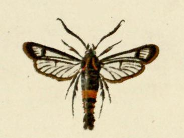 Synanthedon stomoxiformis.JPG © Hübner