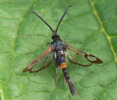 Red-belted Clearwing Synanthedon myopaeformis.jpg © Neil Phillips
