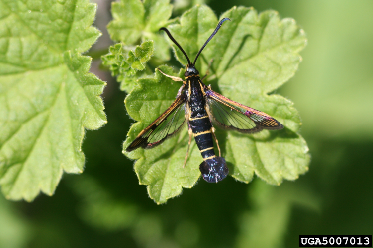 Synanthedon tipuliformis 01.jpg © Whitney Cranshaw, Colorado State University, Bugwood.org