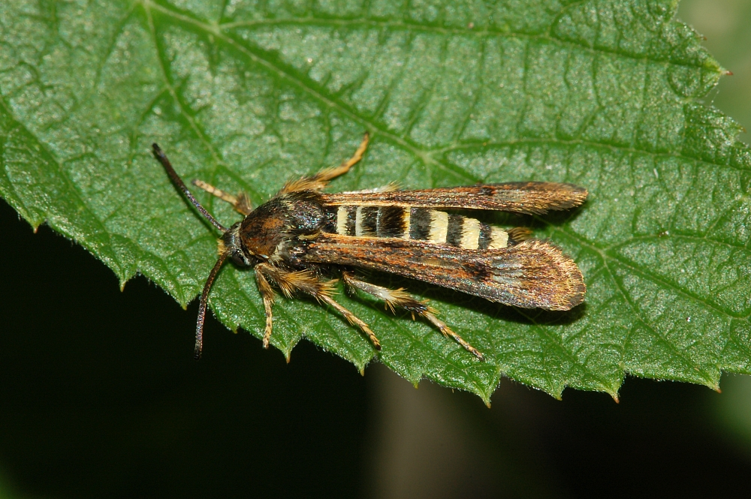 Sesiidae fg01.JPG © Fritz Geller-Grimm