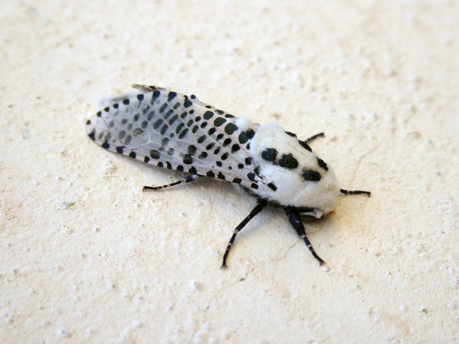 Zeuzera pyrina Piazzo 01.jpg © Syrio