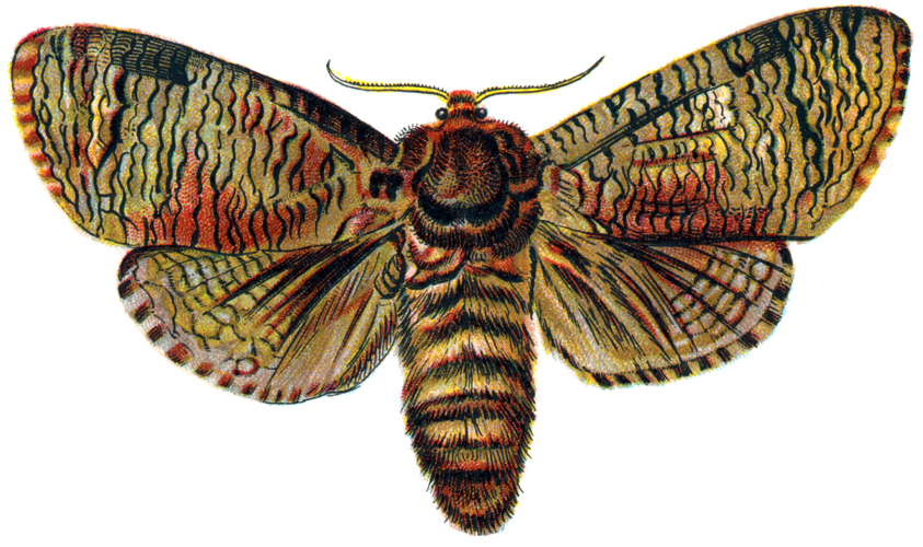 Cossus Cossus.png © Dr. F. Nemos