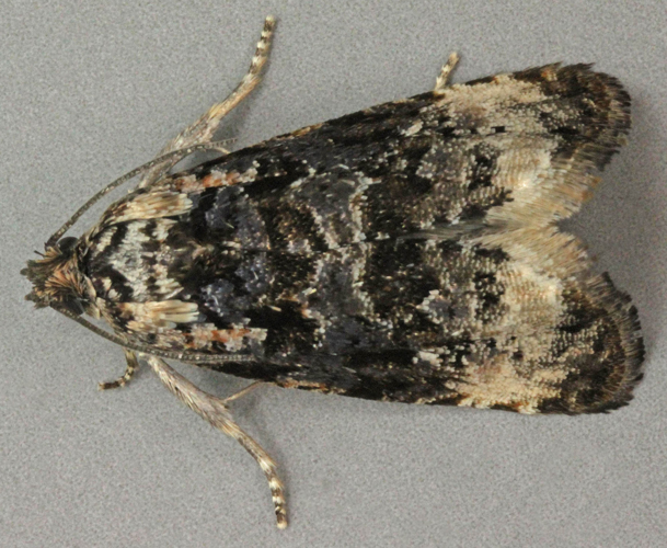 Endothenia gentianaeana, Talacre, North Wales, June 2012 (19682850085).jpg © Janet Graham