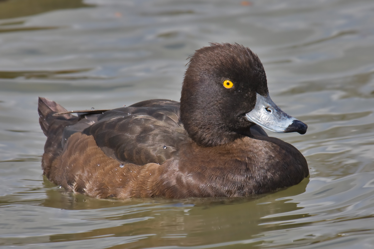 Tufted Duck female.jpg © Andreas Trepte