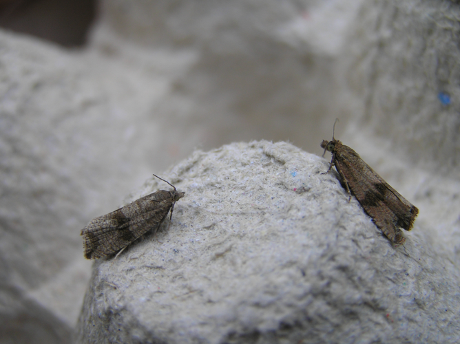 Celypha striana FvL.jpg © Fvlamoen